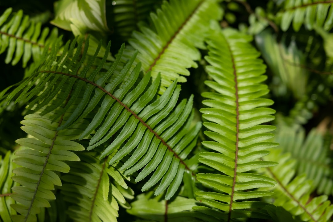 Macho Fern: A Stylish and Hardy Addition to Your Garden